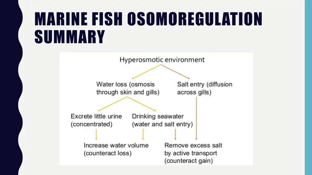 marine fish osomoregulation summary