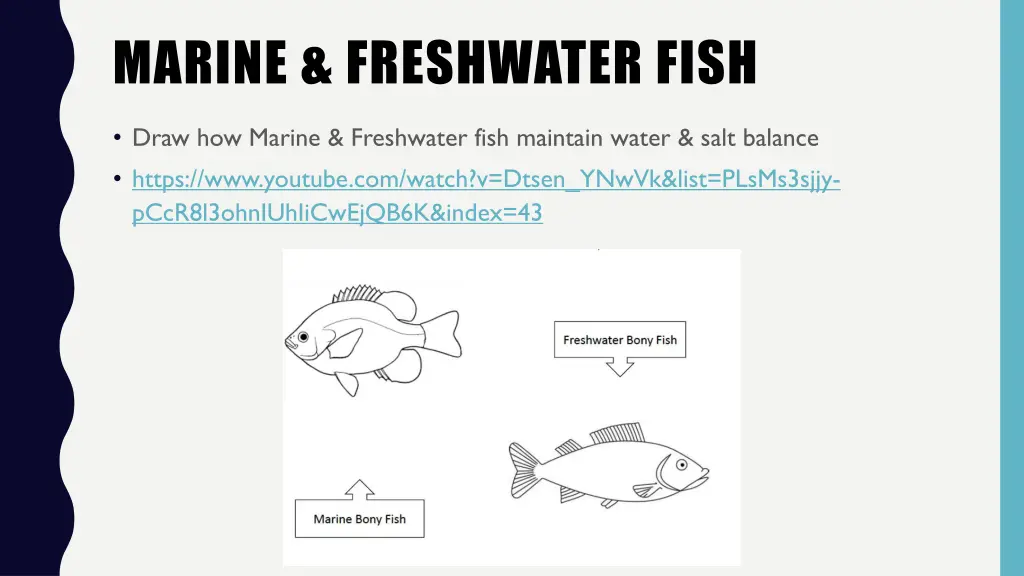 marine freshwater fish draw how marine freshwater