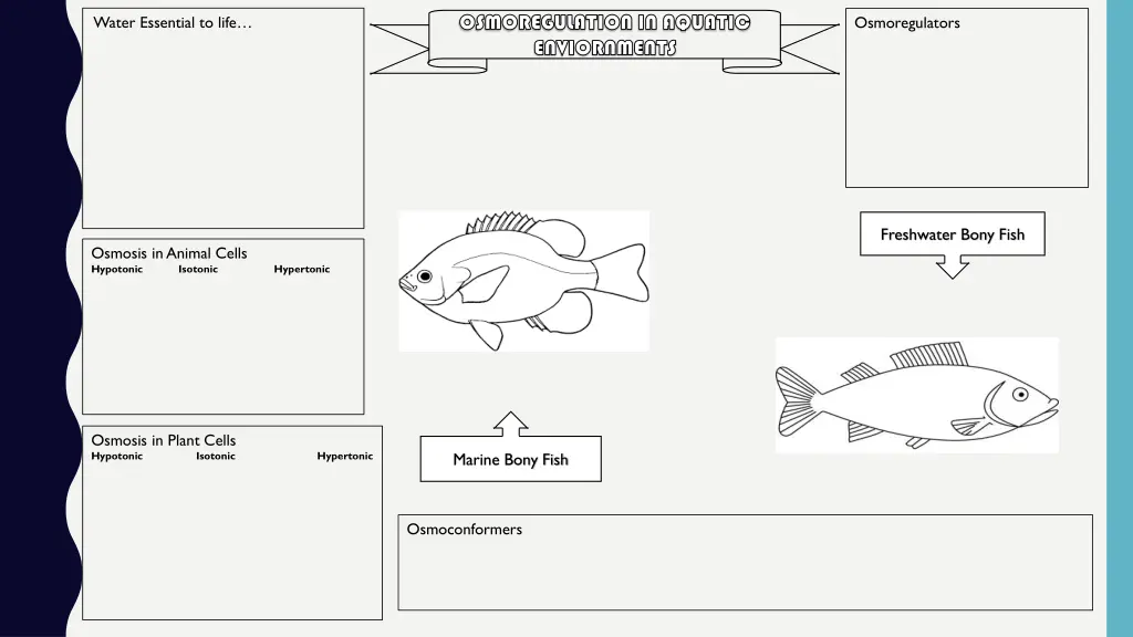 osmoregulation in aquatic osmoregulation