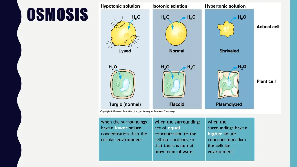osmosis