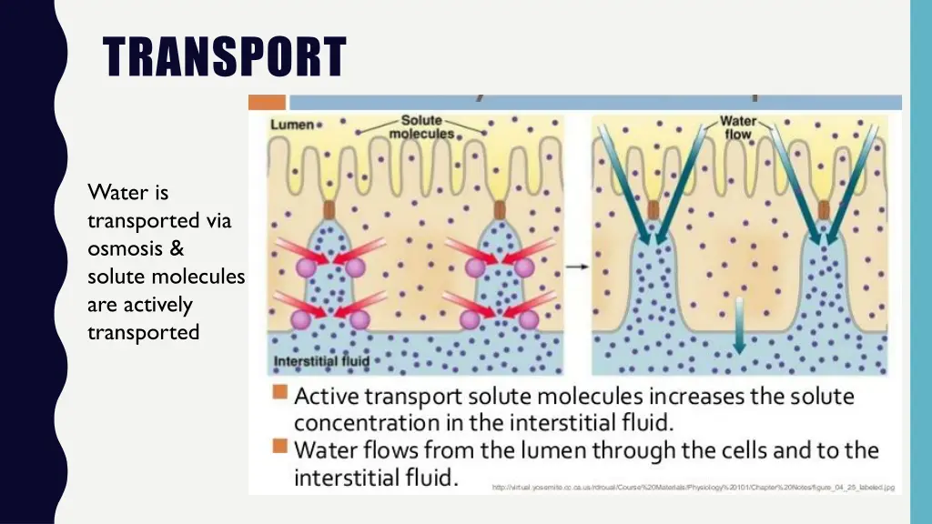 transport