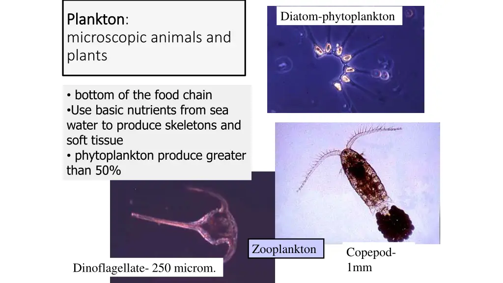 diatom phytoplankton