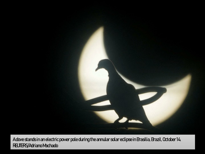 a dove stands in an electric power pole during