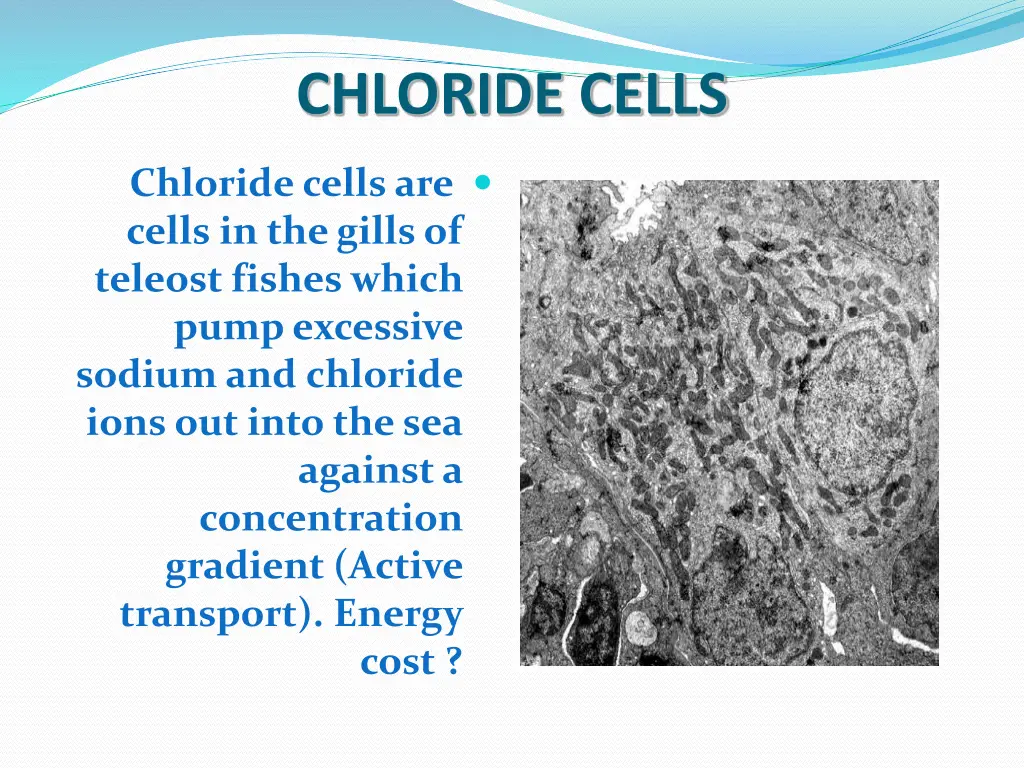chloride cells