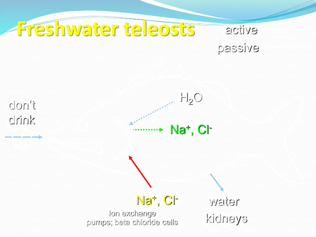 freshwater teleosts