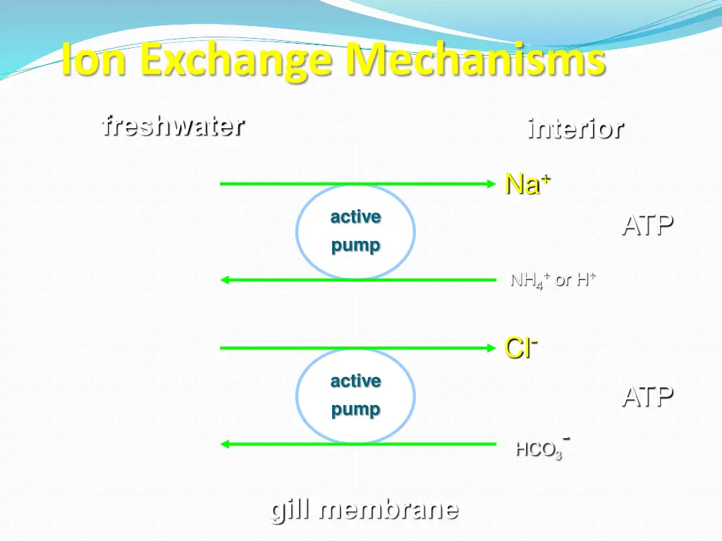 ion exchange mechanisms