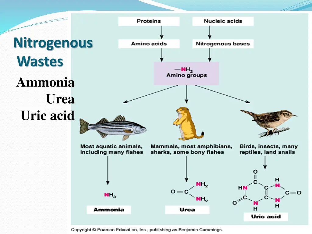 nitrogenous wastes ammonia urea uric acid
