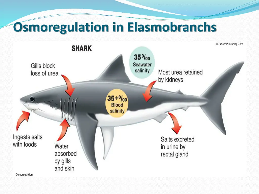 osmoregulation in elasmobranchs