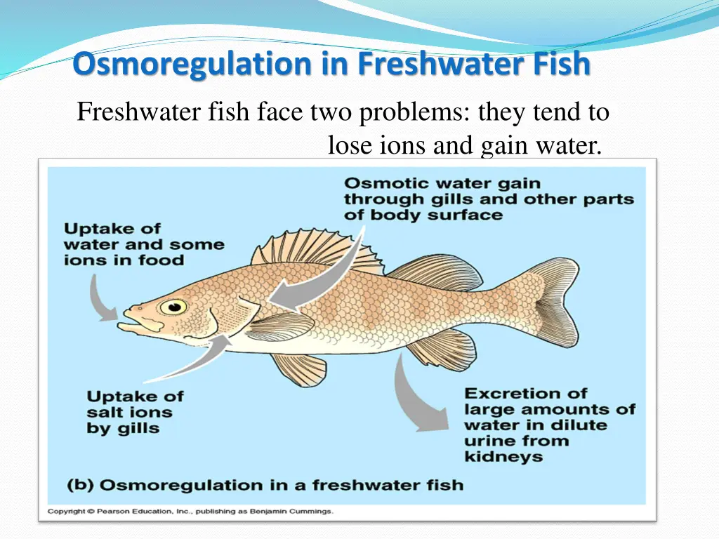 osmoregulation in freshwater fish freshwater fish