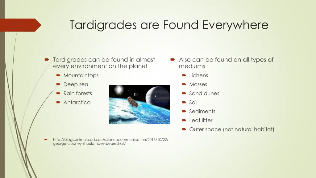 tardigrades are found everywhere