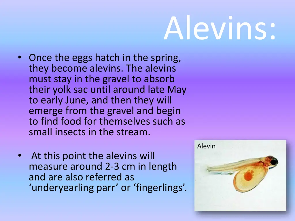 alevins