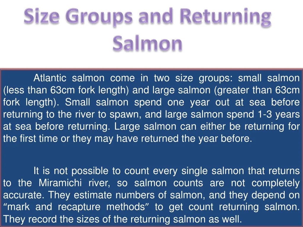 atlantic salmon come in two size groups small