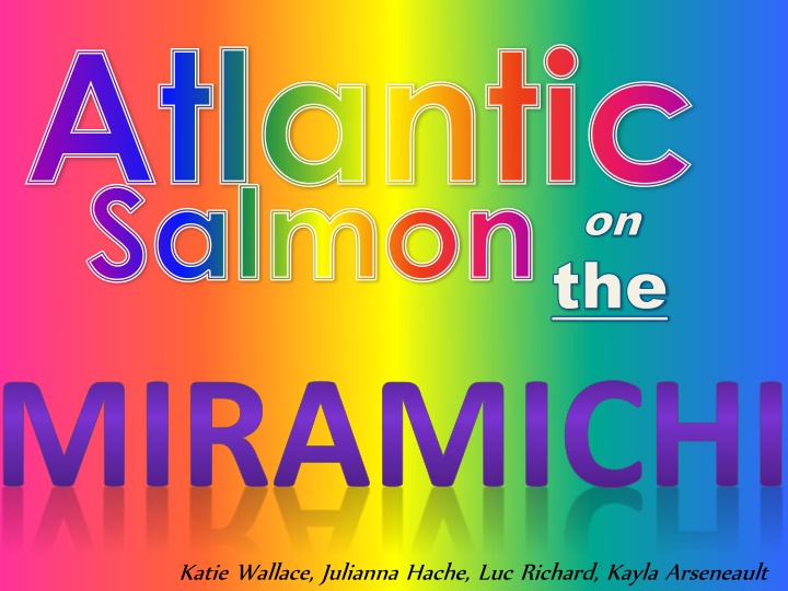 atlantic salmon miramichi