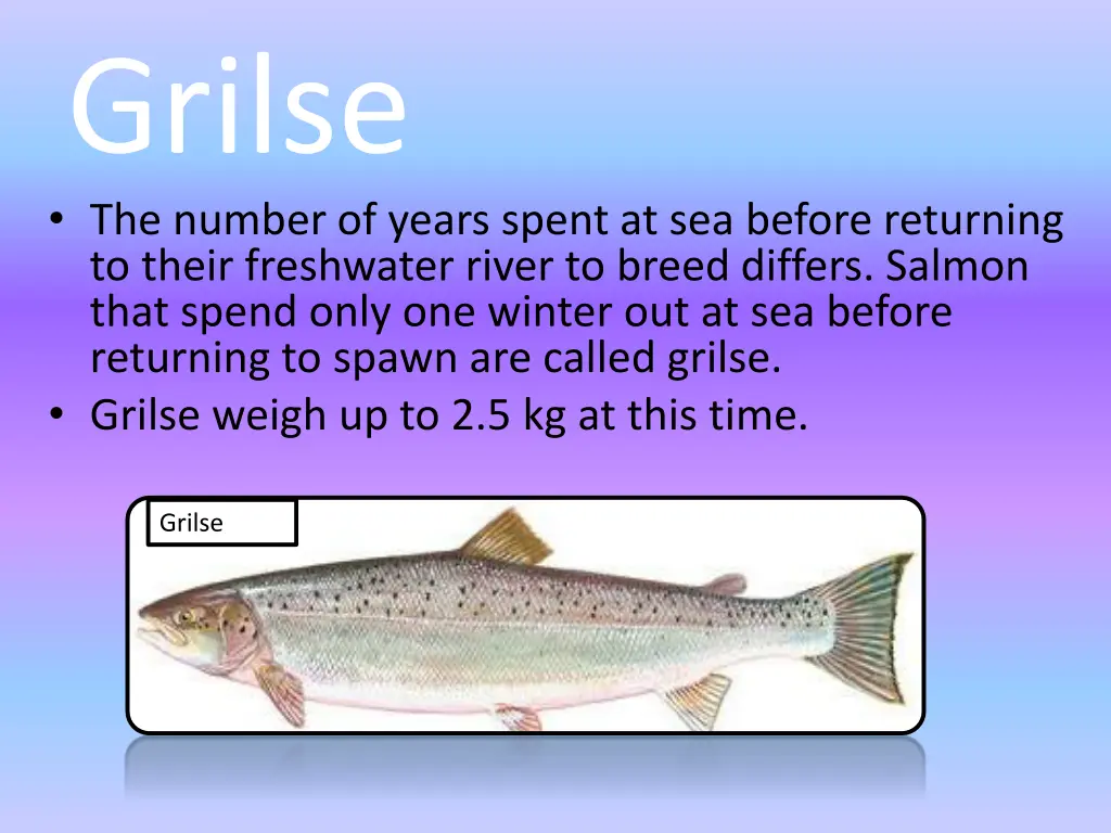 grilse the number of years spent at sea before