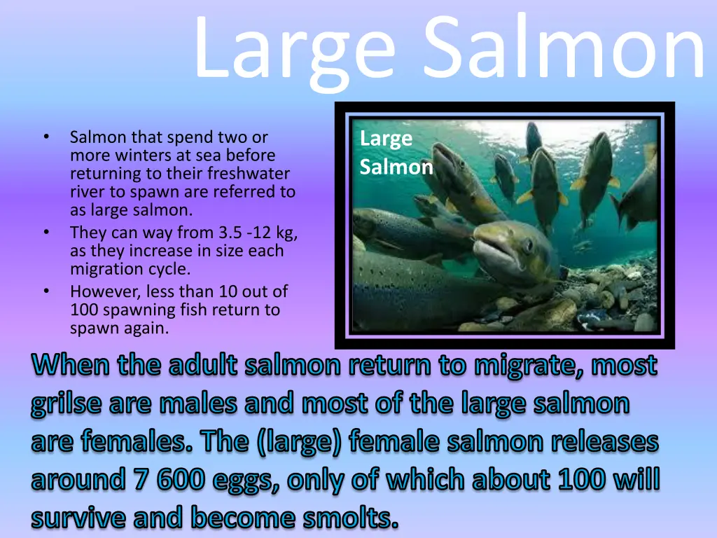 large salmon