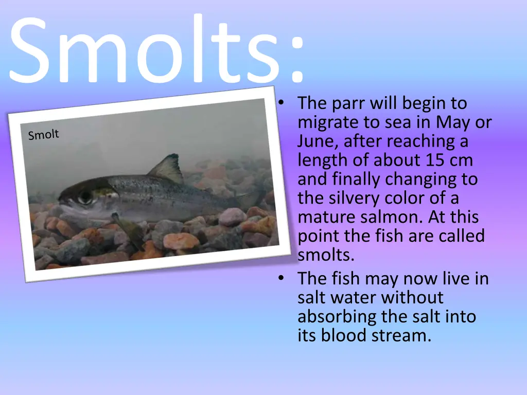 smolts