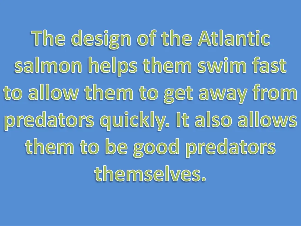 the design of the atlantic salmon helps them swim