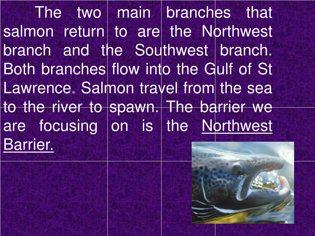 the two main branches that salmon return