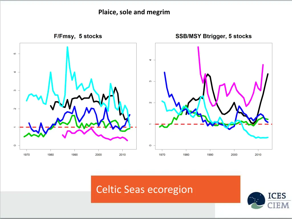 plaice sole and megrim 1