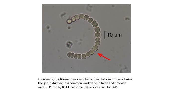 anabaena sp a filamentous cyanobacterium that