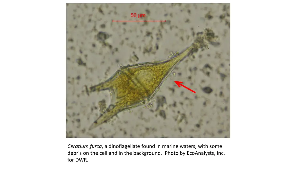ceratium furca a dinoflagellate found in marine