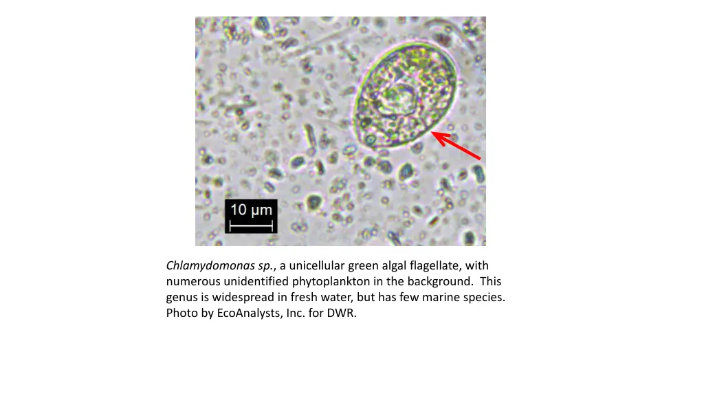 chlamydomonas sp a unicellular green algal