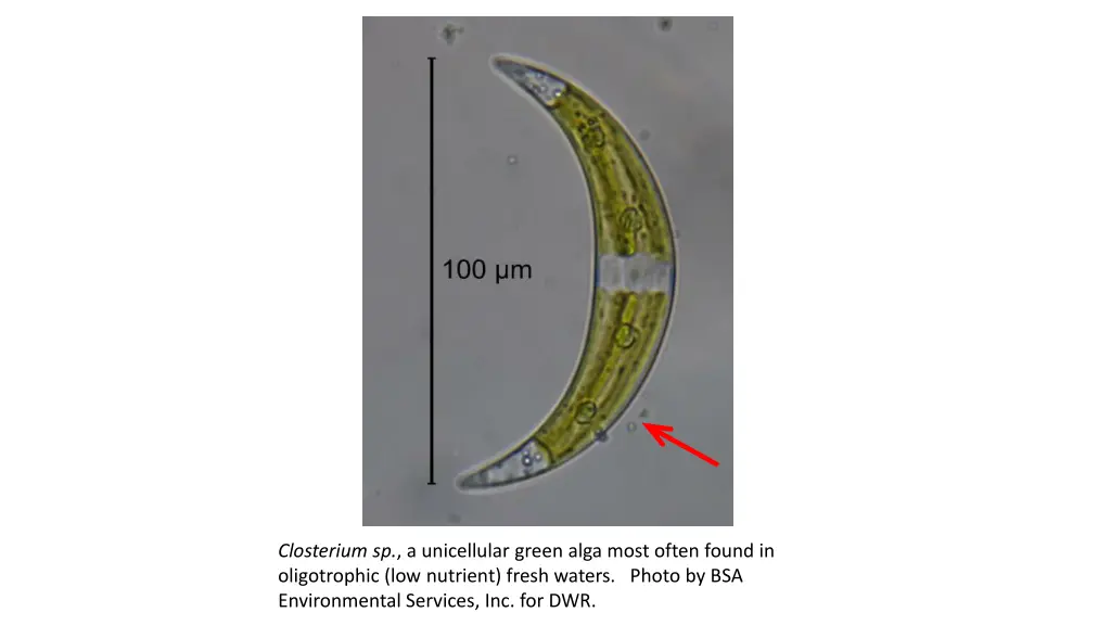 closterium sp a unicellular green alga most often