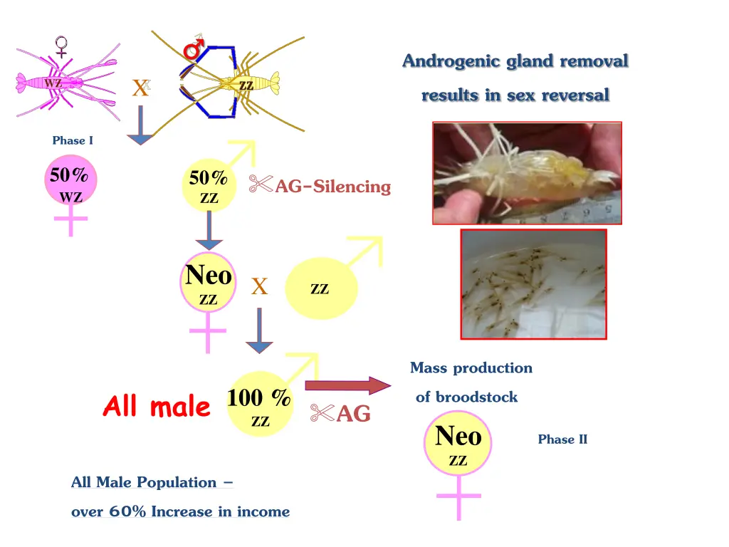 androgenic gland removal