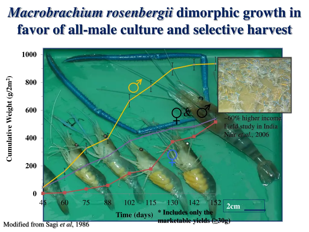 macrobrachium rosenbergii dimorphic growth
