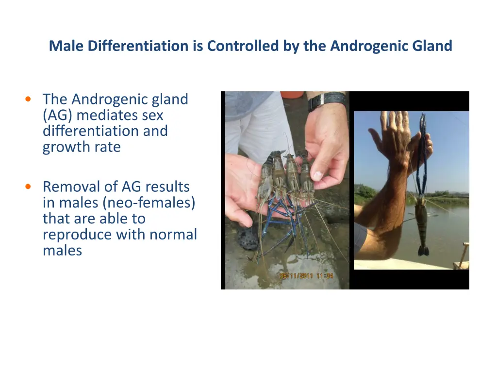 male differentiation is controlled
