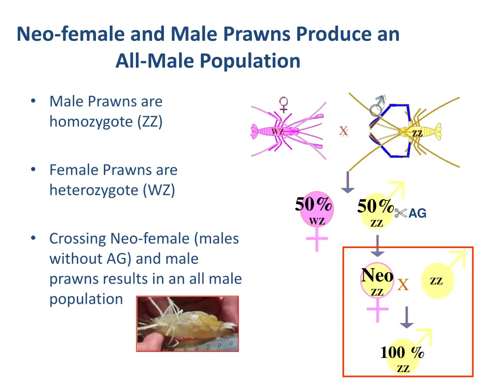 neo female and male prawns produce an all male
