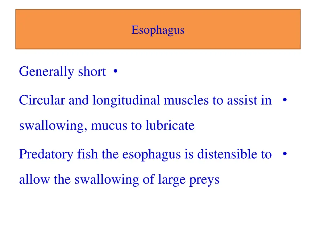 esophagus