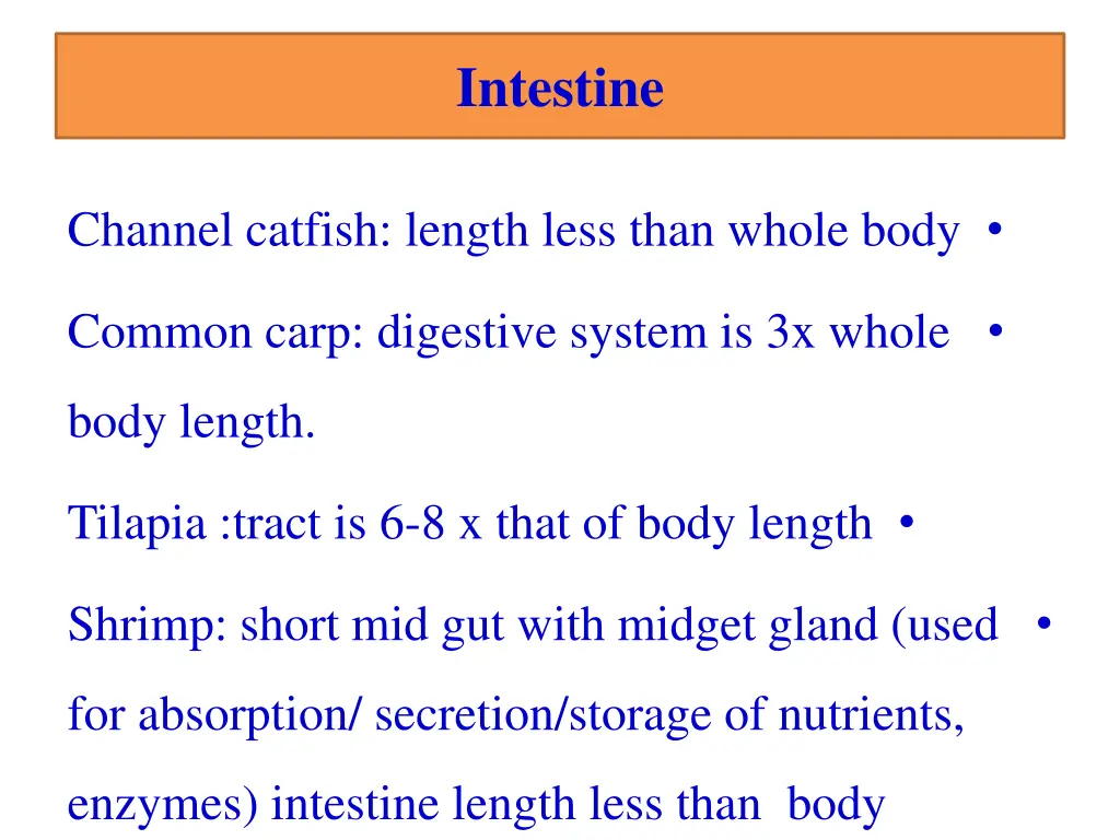 intestine 1