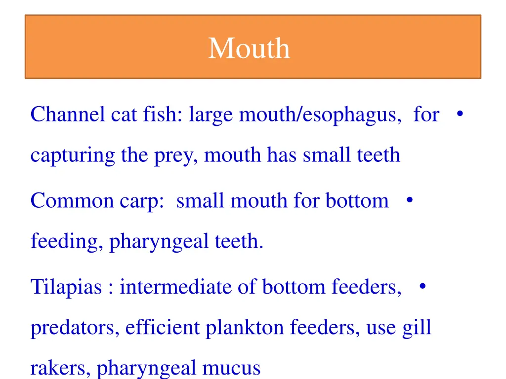 mouth 1