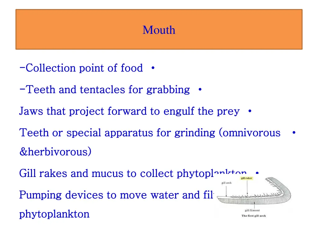 mouth