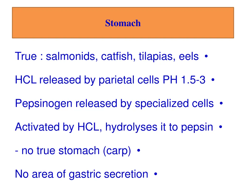 stomach