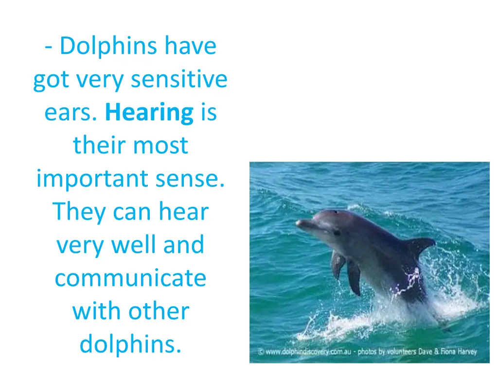 dolphins have got very sensitive ears hearing