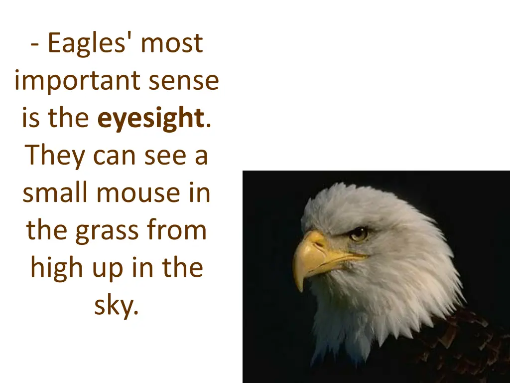 eagles most important sense is the eyesight they