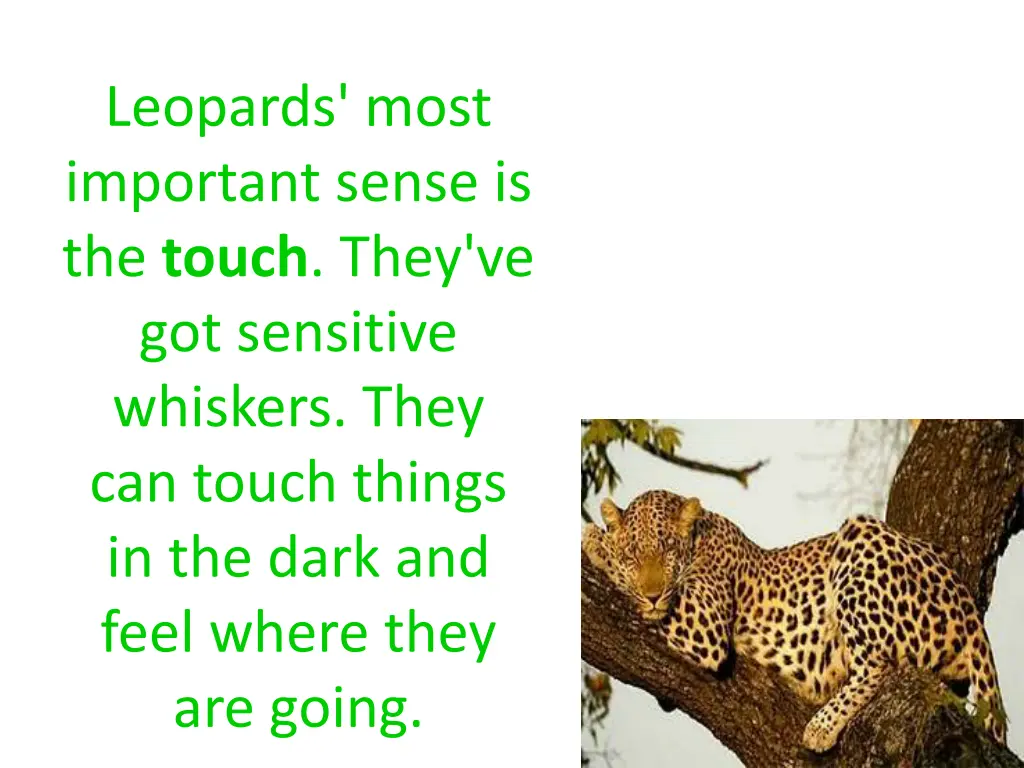 leopards most important sense is the touch they
