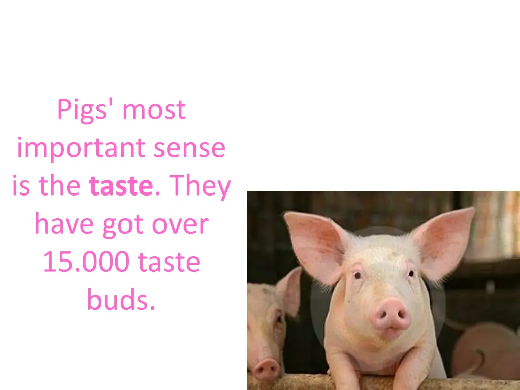 pigs most important sense is the taste they have