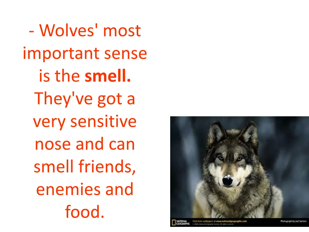 wolves most important sense is the smell they