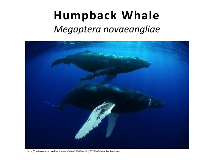 humpback whale megaptera novaeangliae megaptera