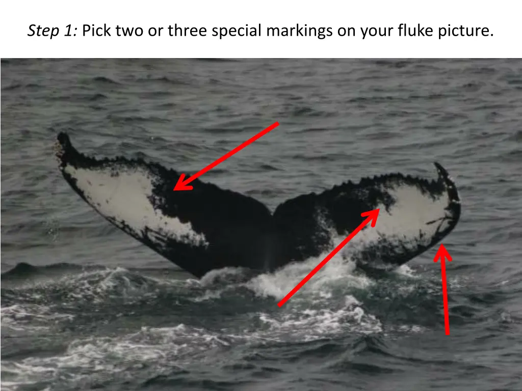 step 1 pick two or three special markings on your