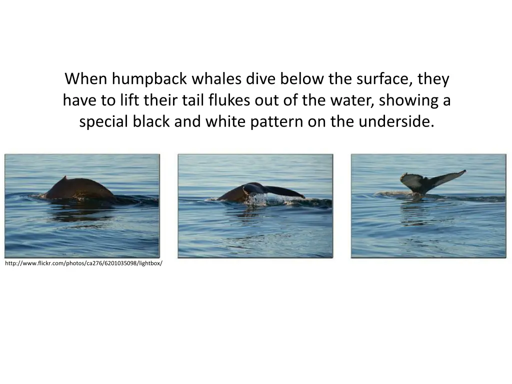 when humpback whales dive below the surface they