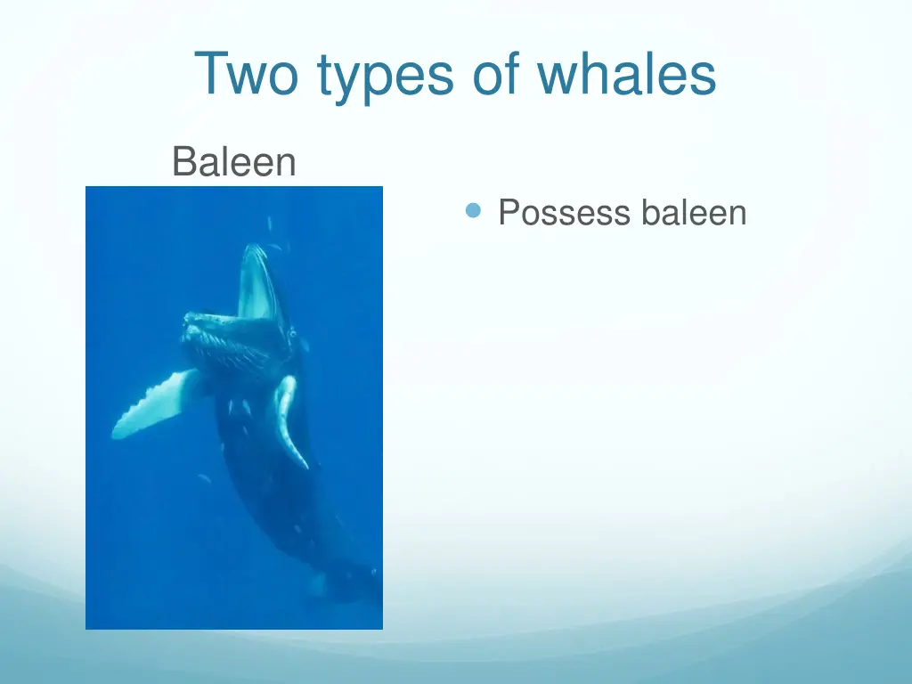 two types of whales 1