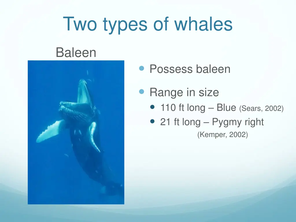 two types of whales 2