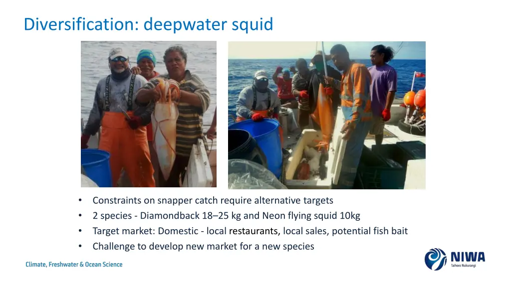 diversification deepwater squid