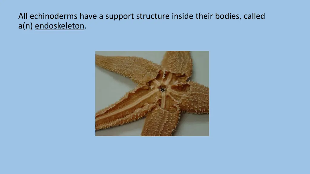 all echinoderms have a support structure inside