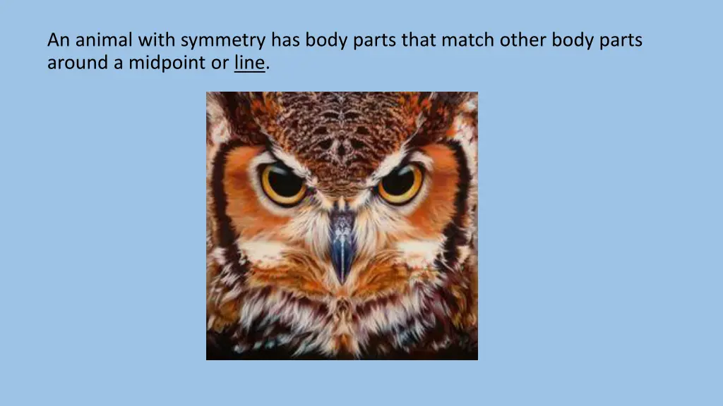 an animal with symmetry has body parts that match