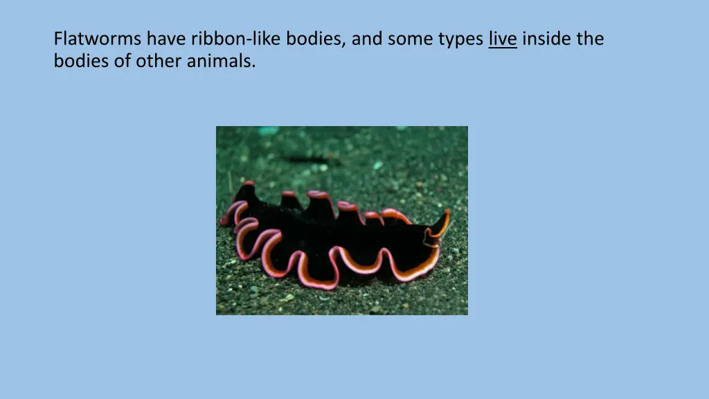 flatworms have ribbon like bodies and some types